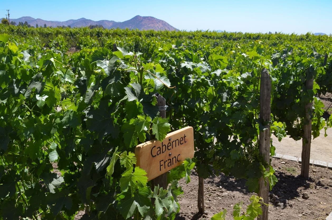 Cabernet Franc Weintraube