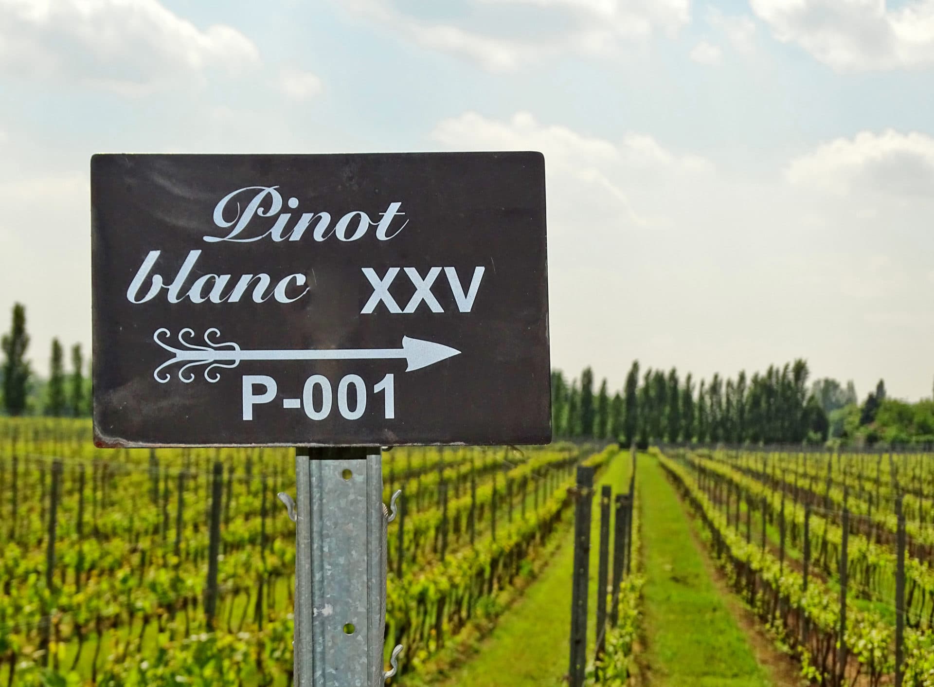 Pinot Blanc