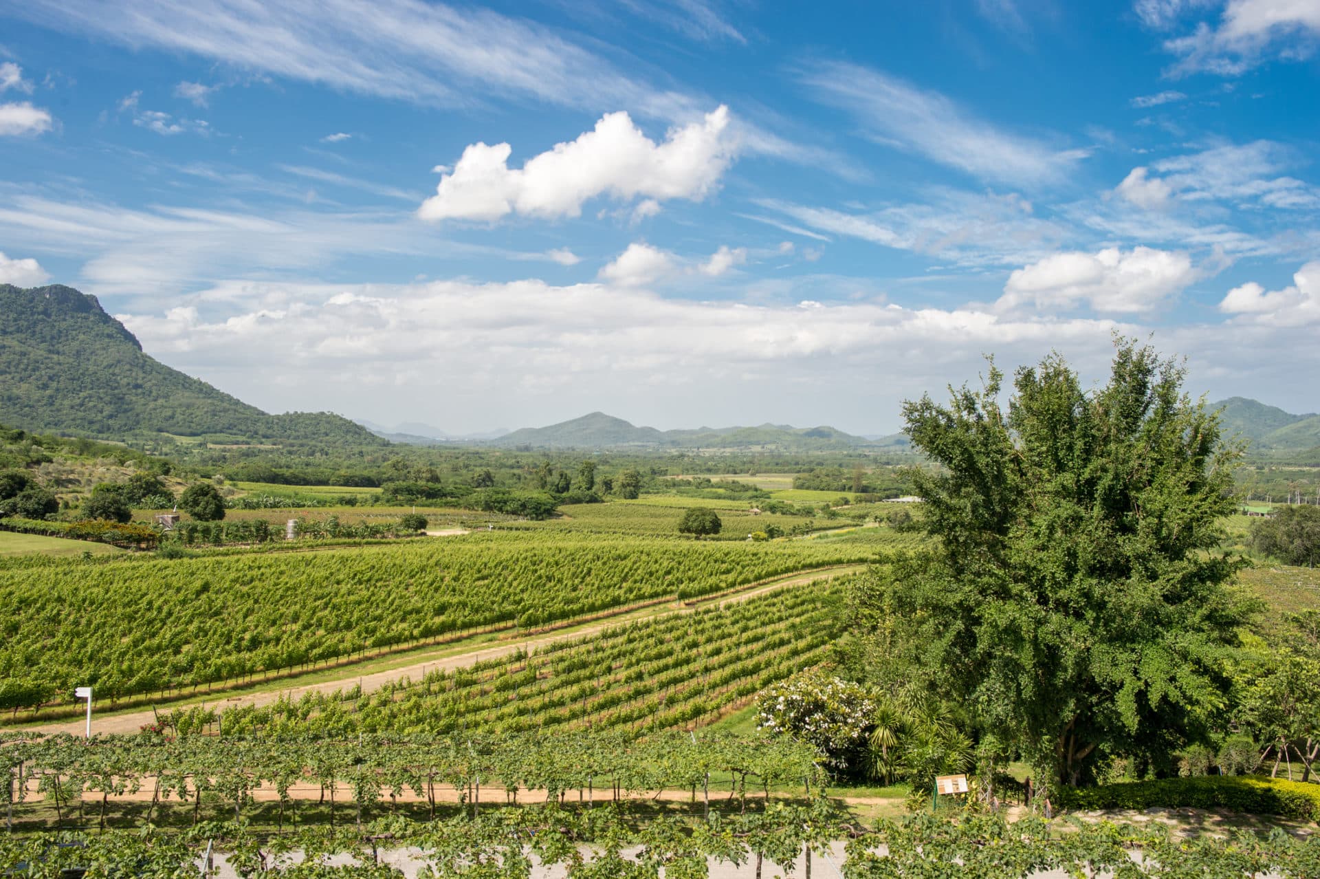 Colombard Wein