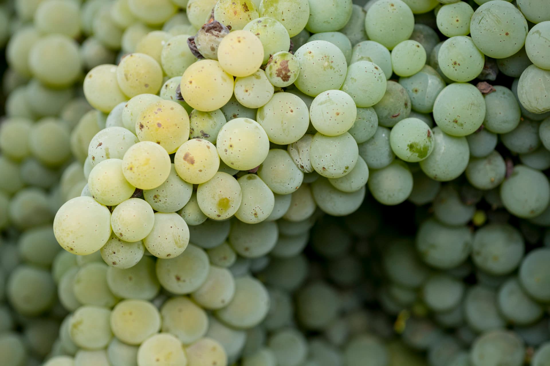 Verdejo Weißwein