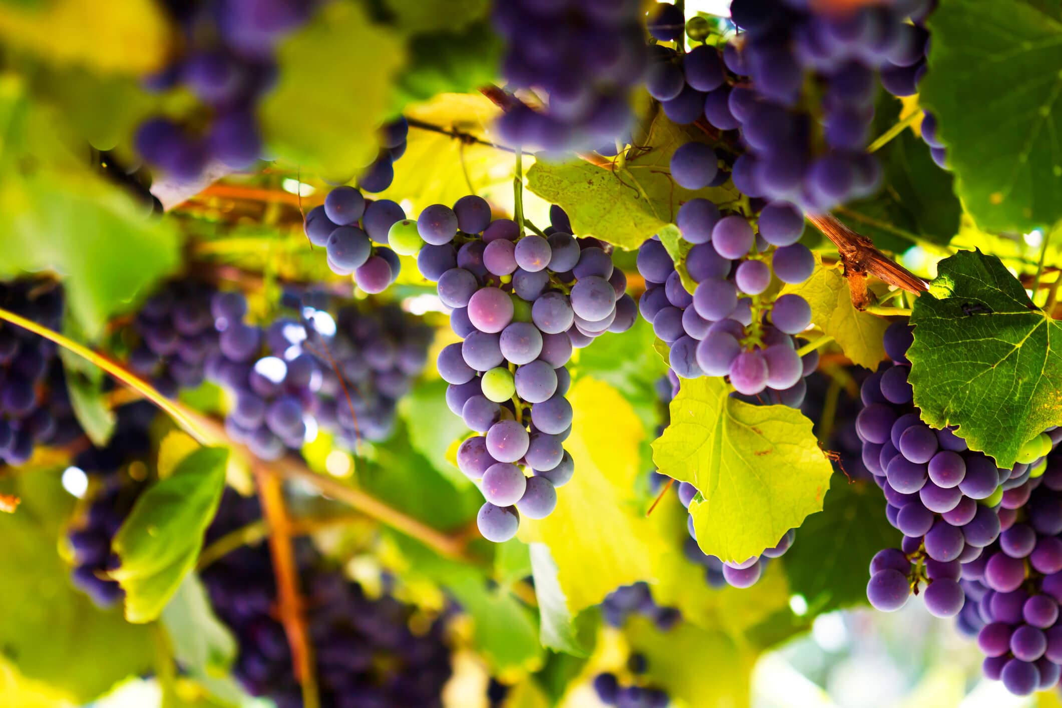Rote Weintrauben an einer Weinrebe