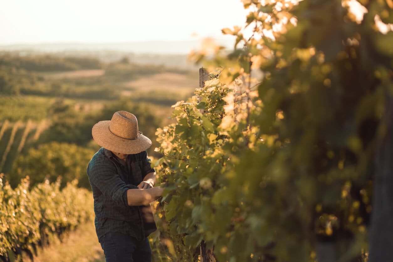 Ein Winzer arbeitet im Weinberg