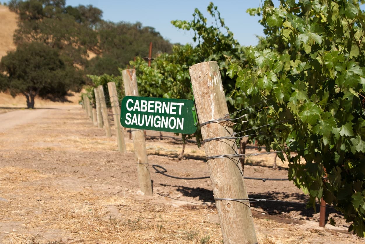 Cabernet Sauvignon Weintraube