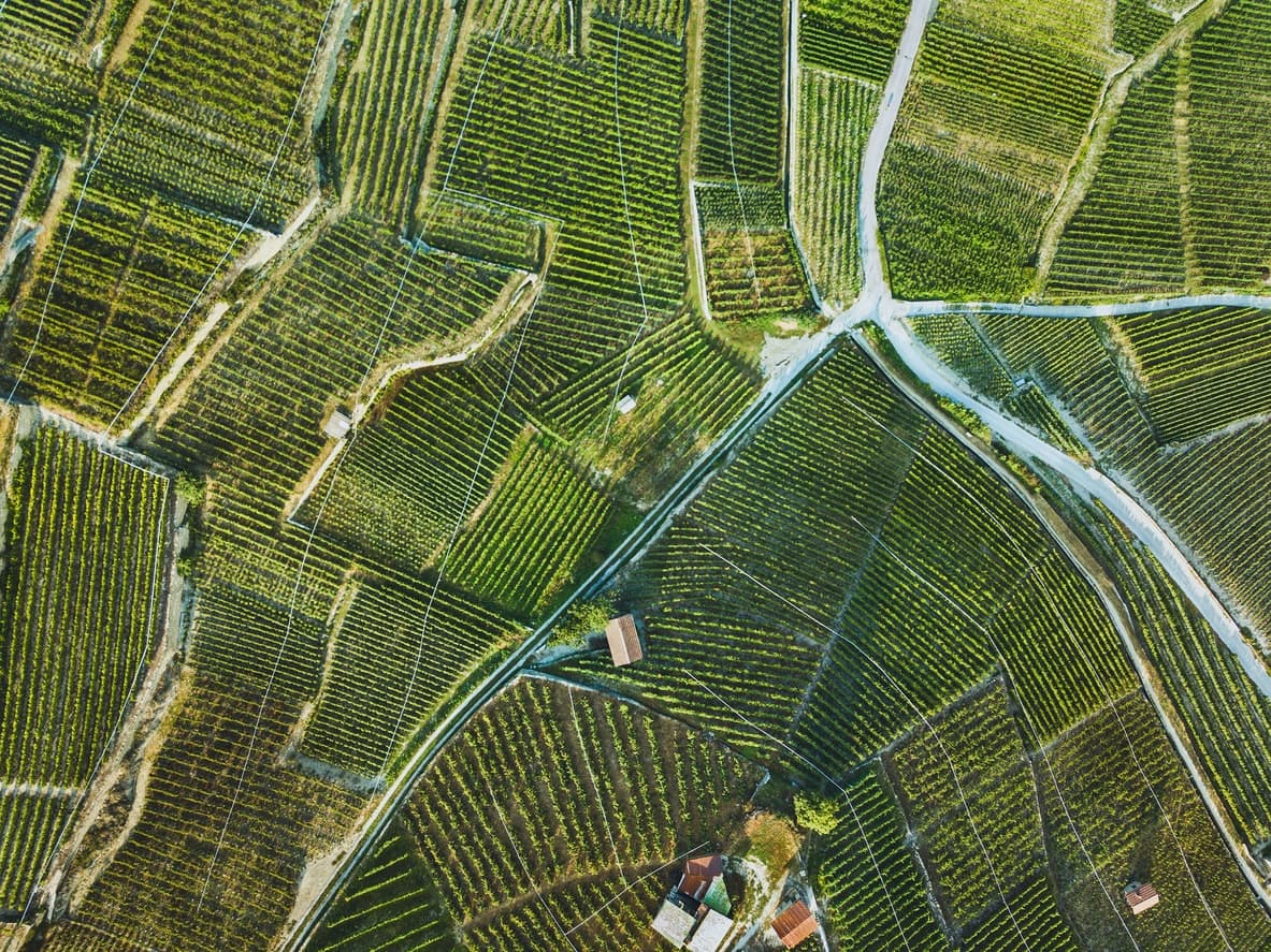 Eine Luftaufnahme eines Weinbergs