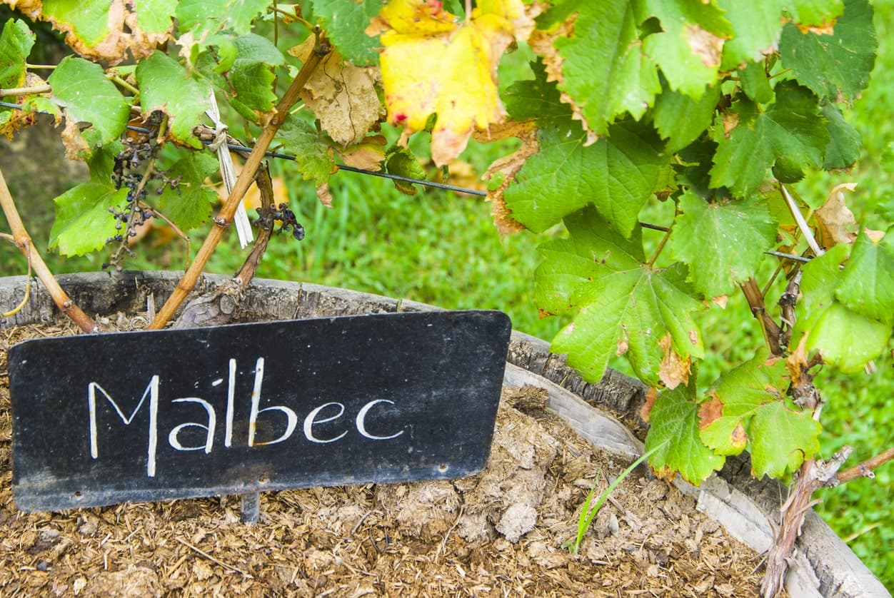 Malbec Weintraube