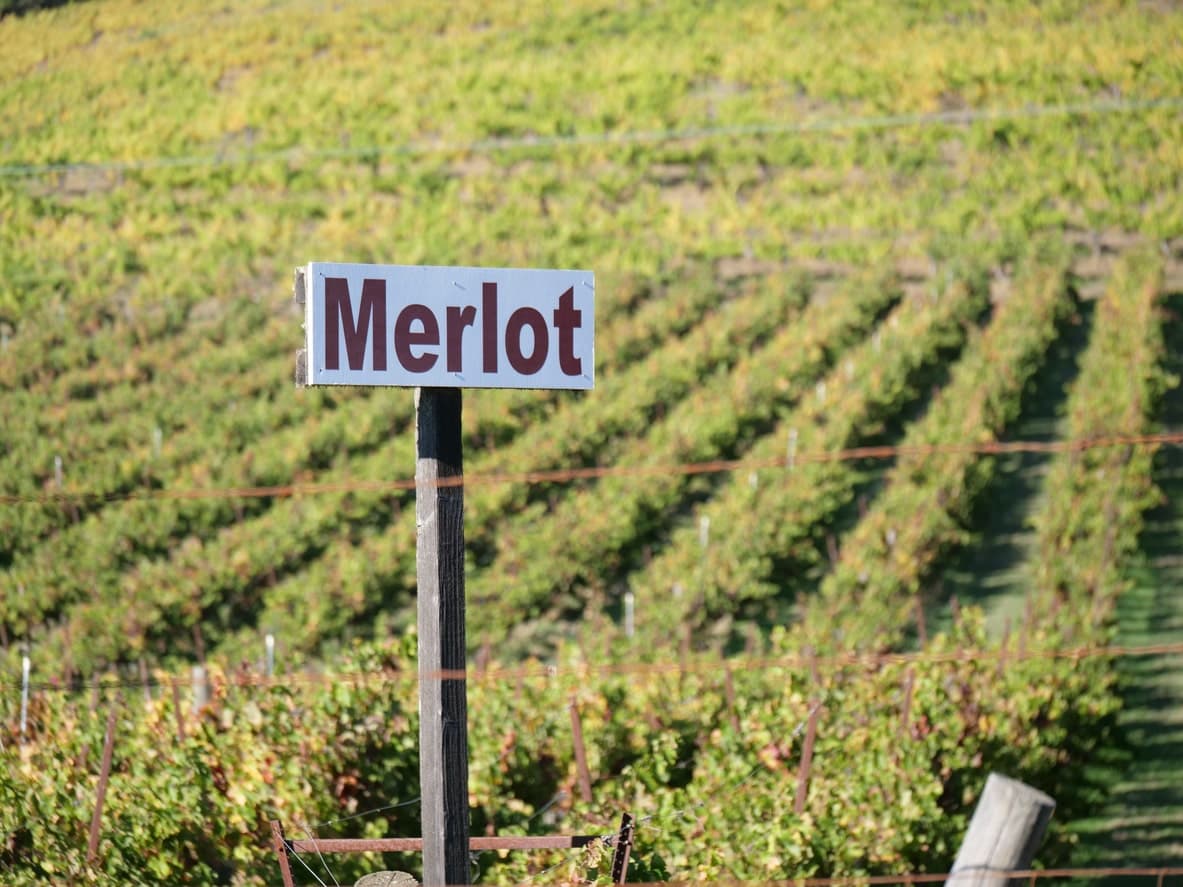 Merlot Weintraube
