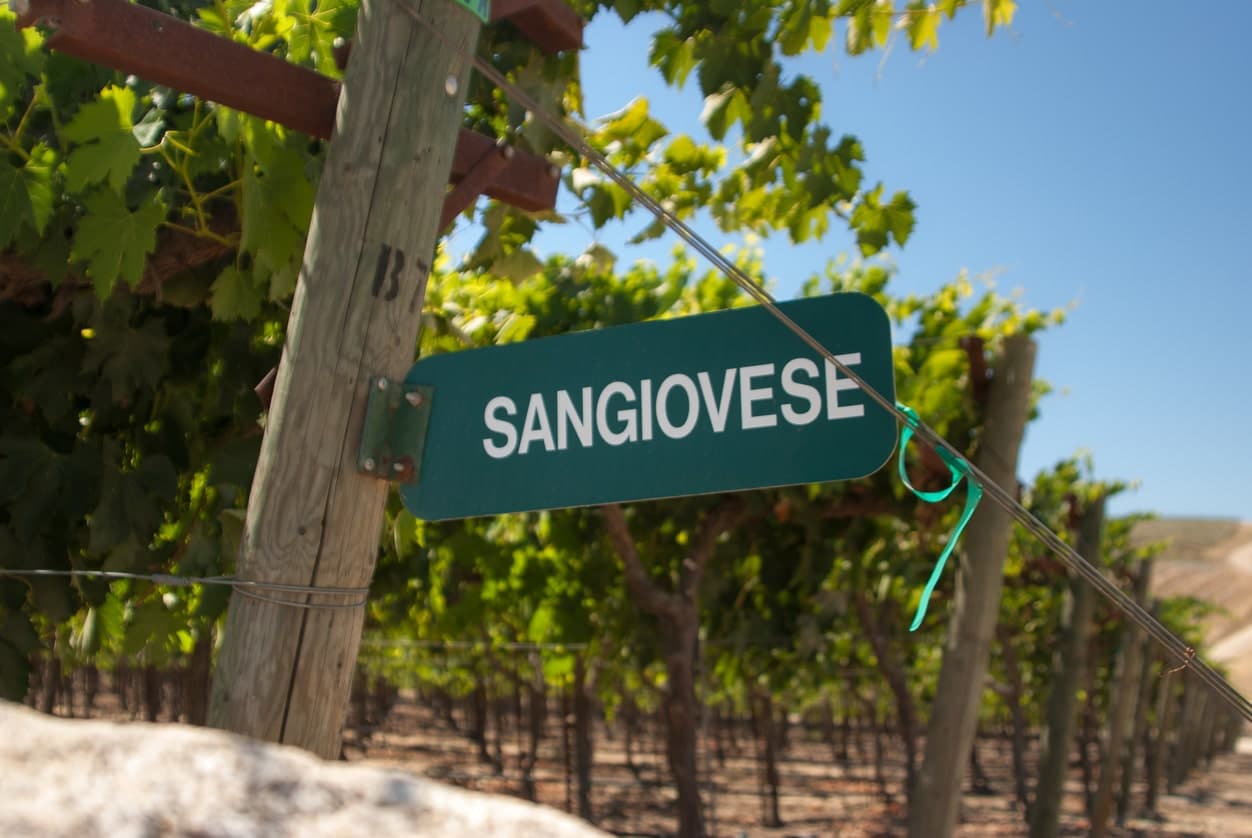 Sangiovese Weintraube