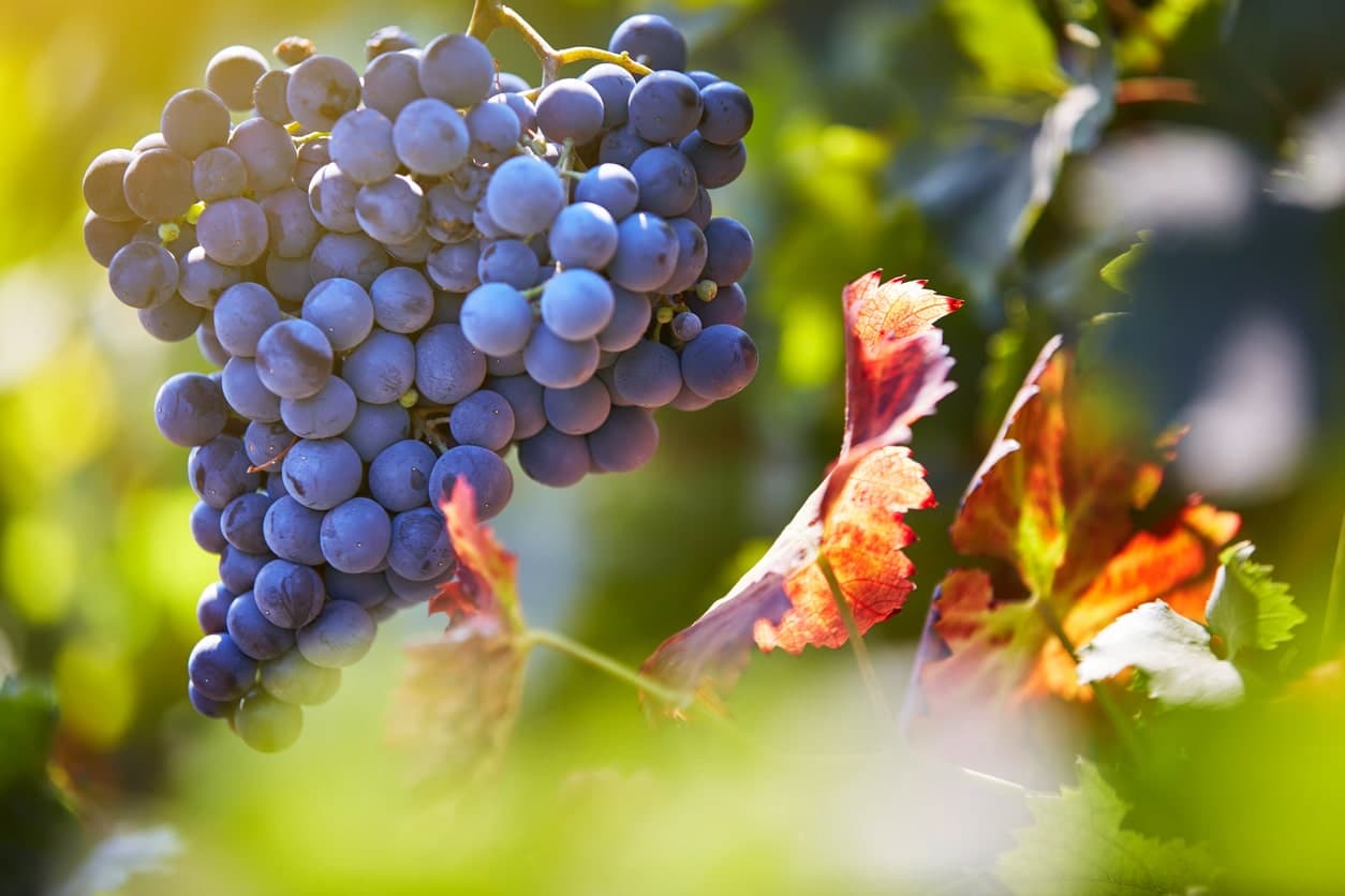 Weintrauben an der Weinrebe