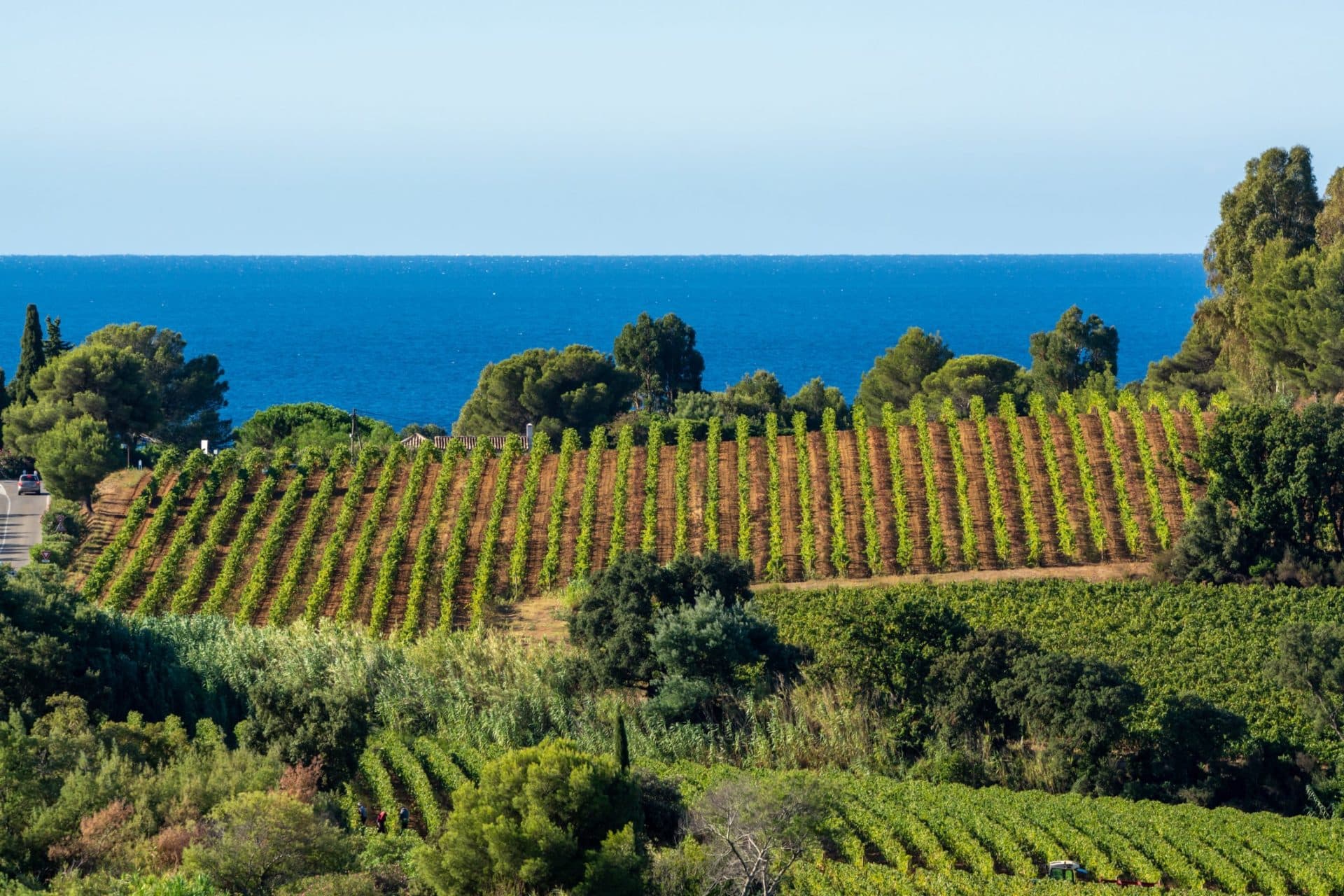 Carignan Wein