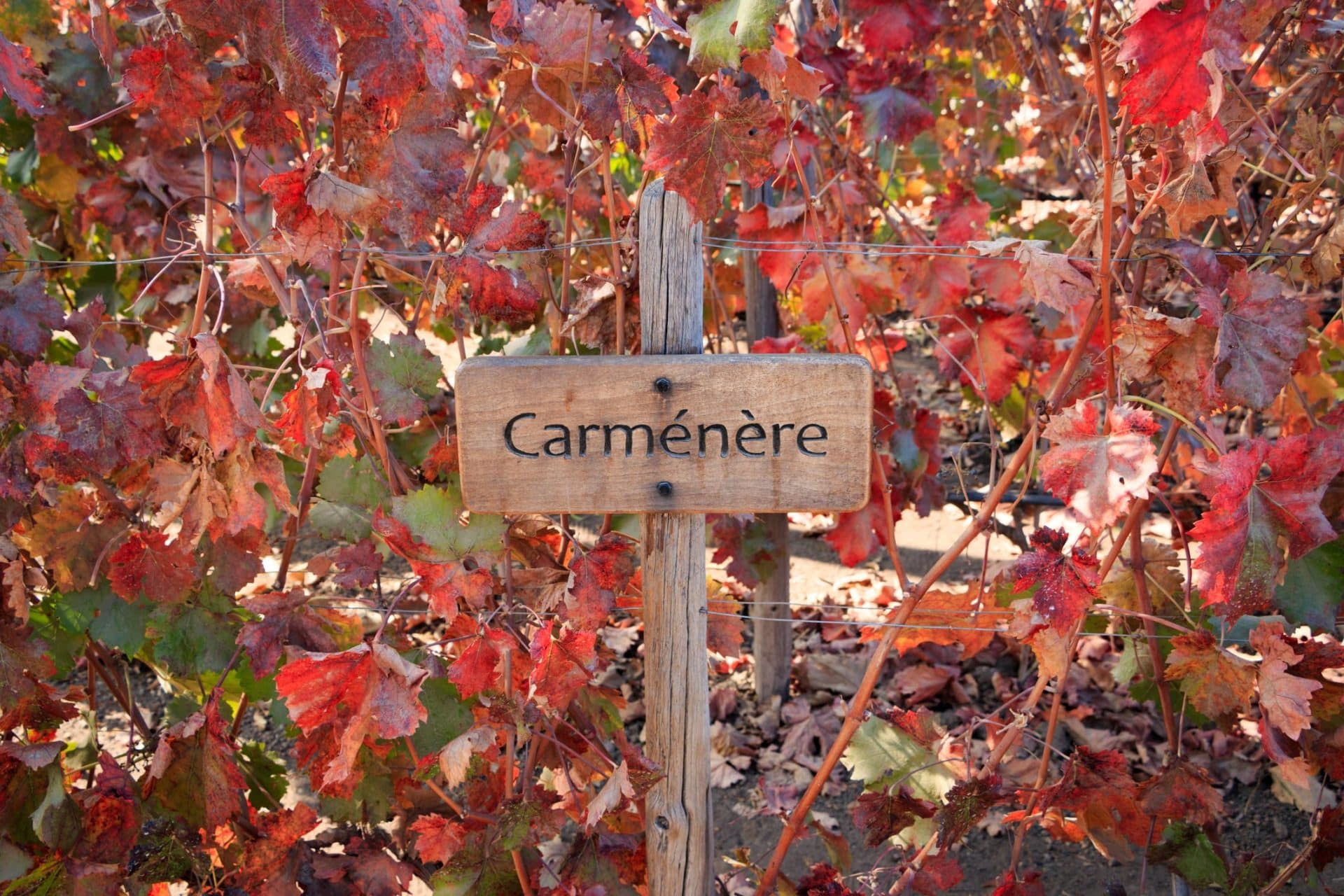 Carmenere Wein