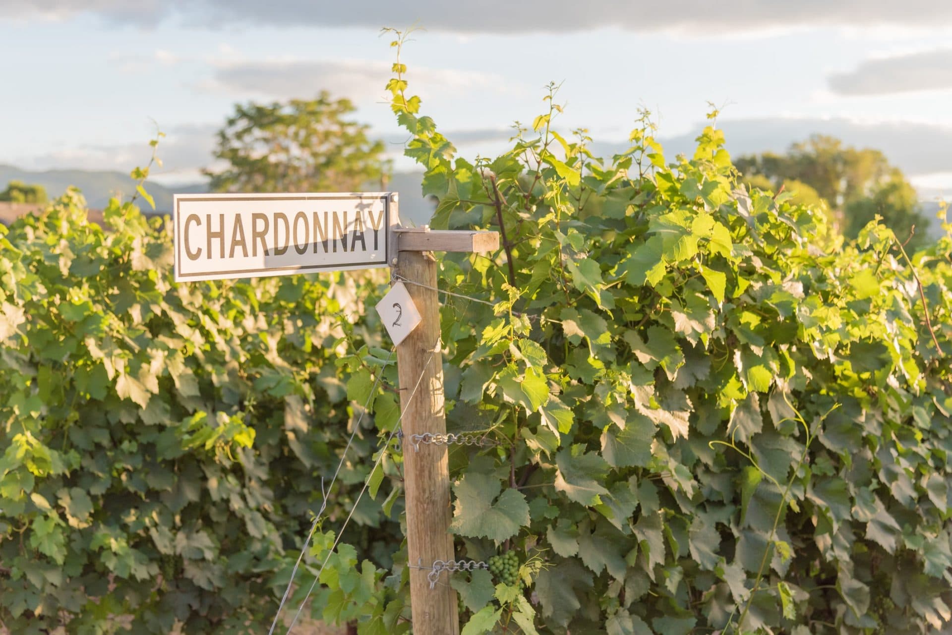 Chardonnay Wein