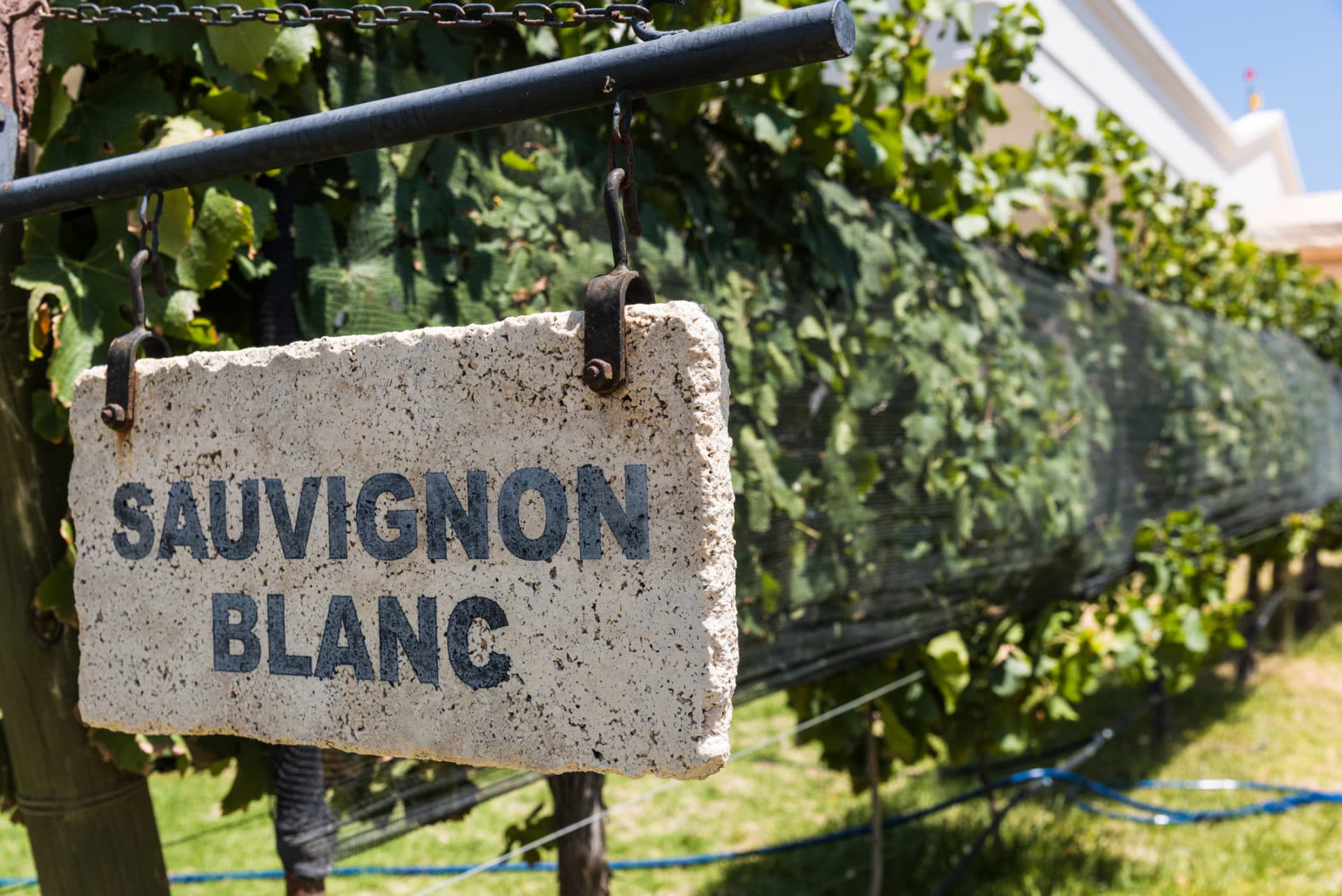 Sauvignon Blanc
