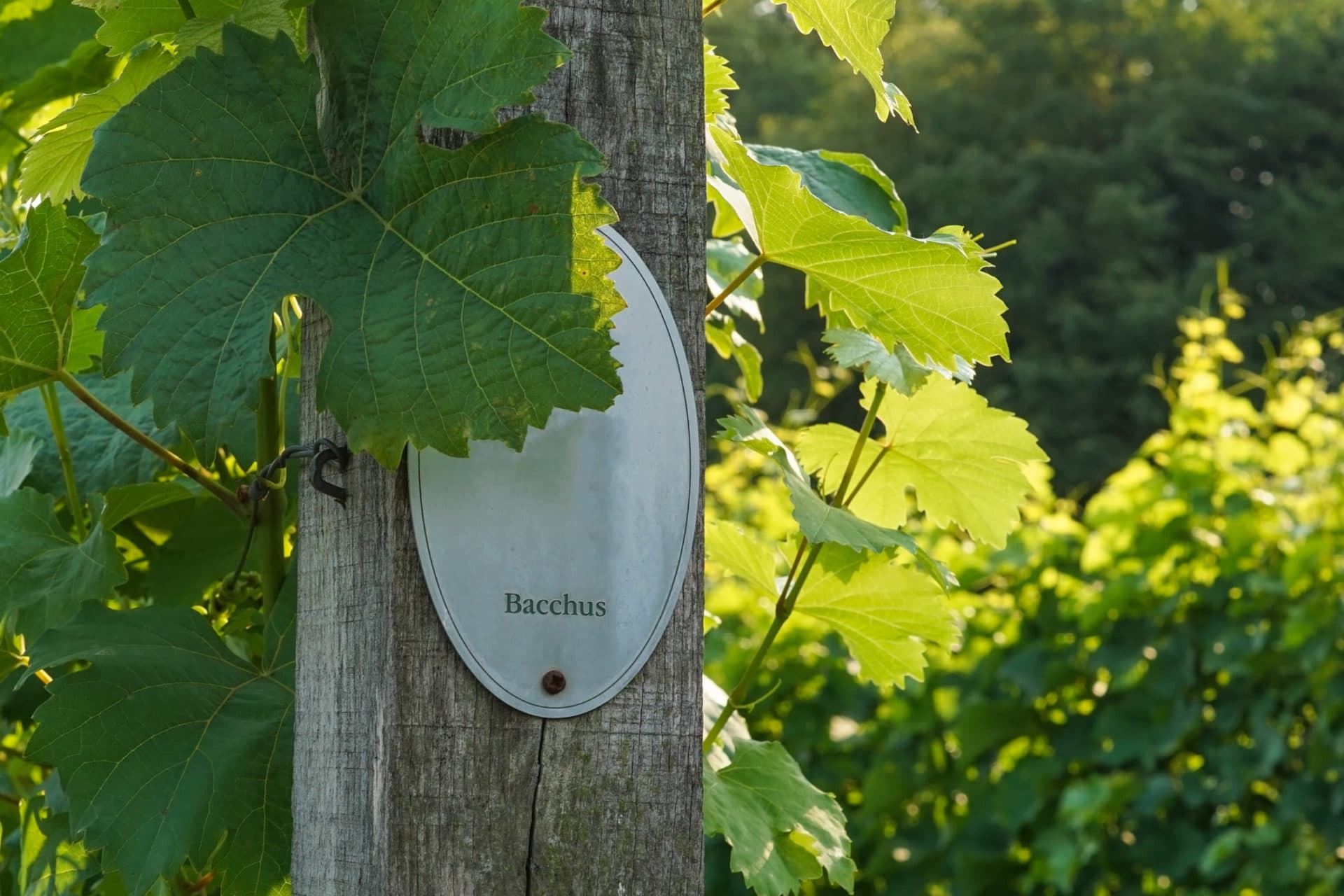 Bacchus Weinberg mit Schild