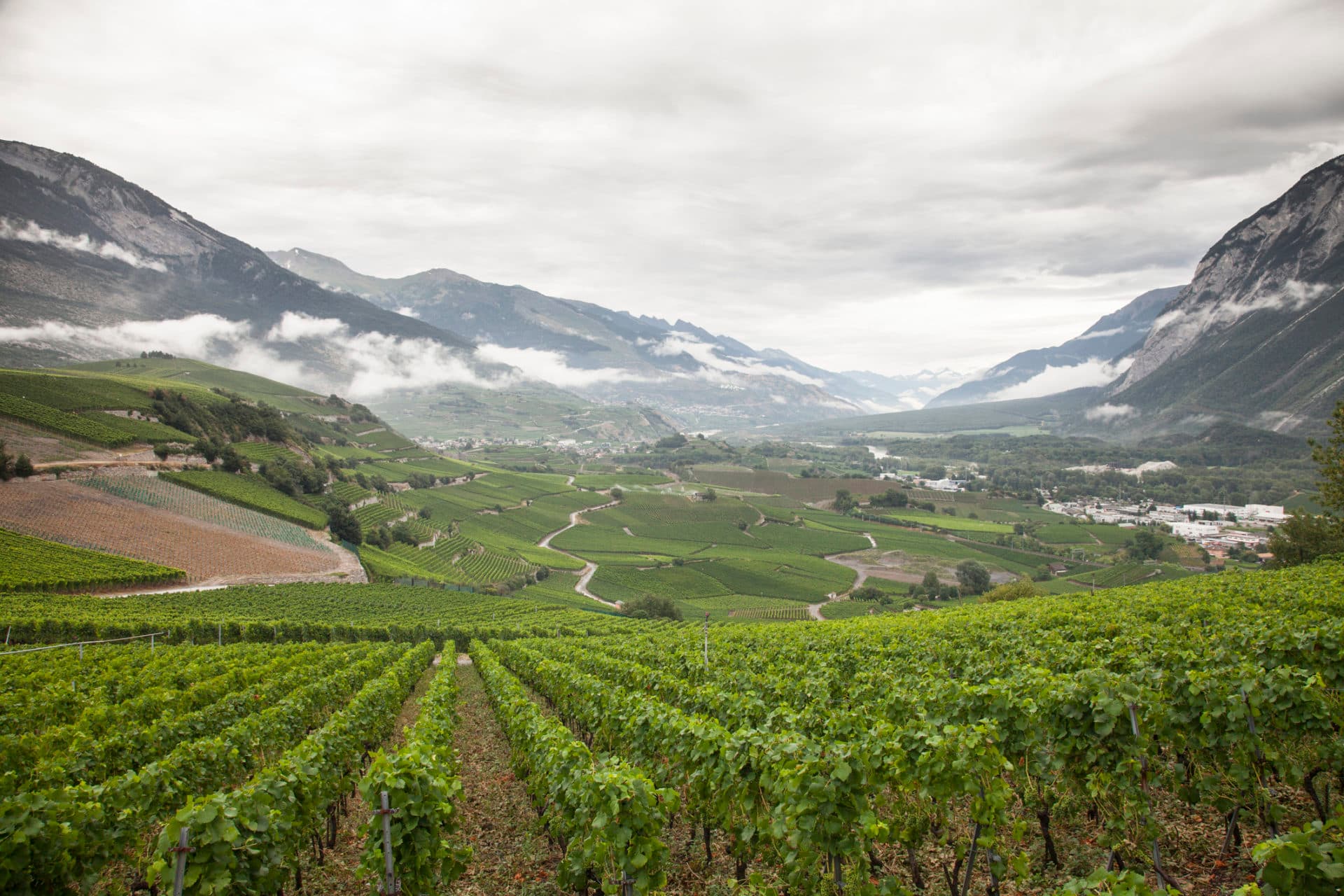 Gutedel Weinberg in den Schweizer Alpen im Wallis