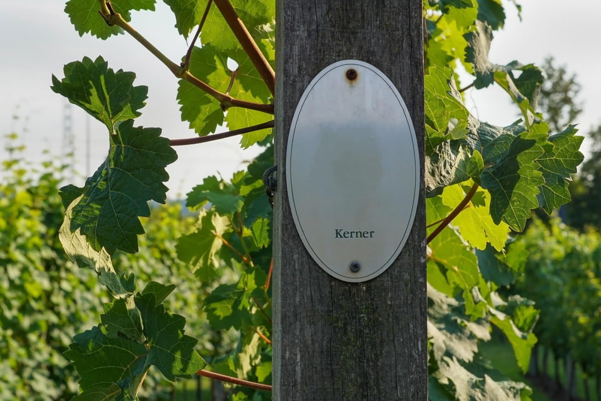 Kerner Weinberg mit Schild