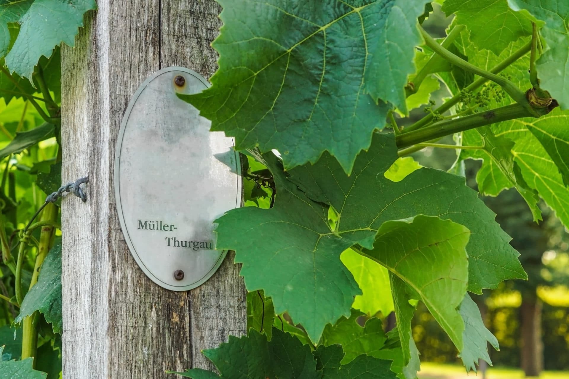 Müller-Thurgau Weinberg mit Schild