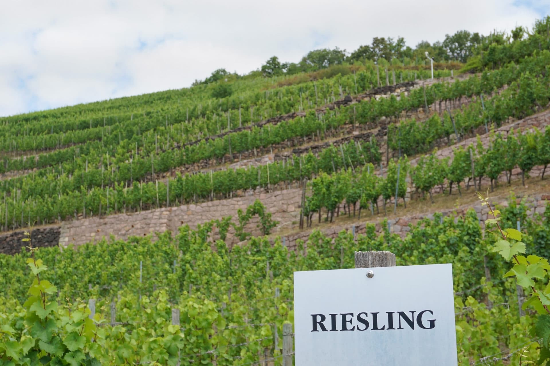 Riesling Weinberg mit Schild