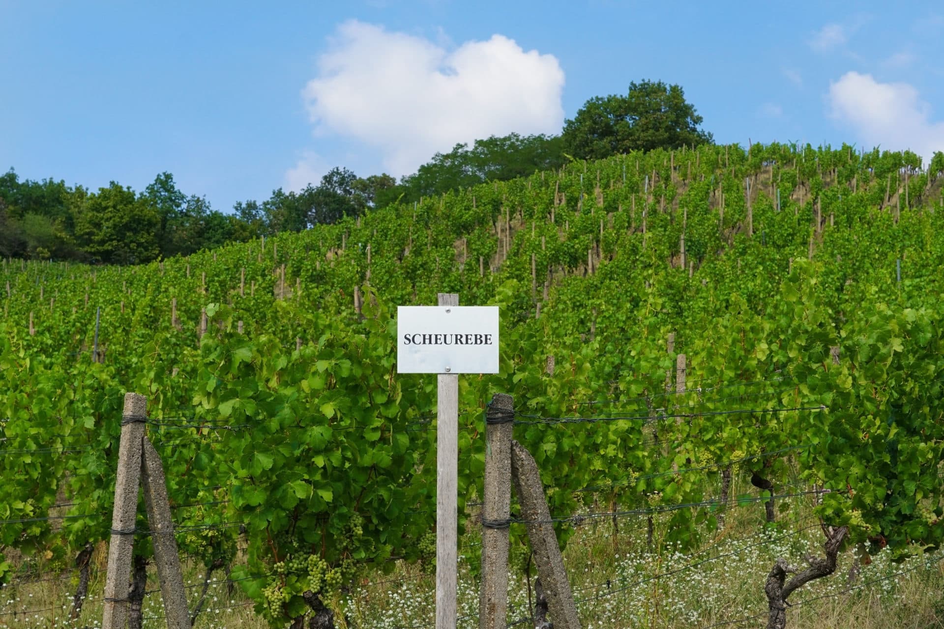 Scheurebe Weinberg mit Schild
