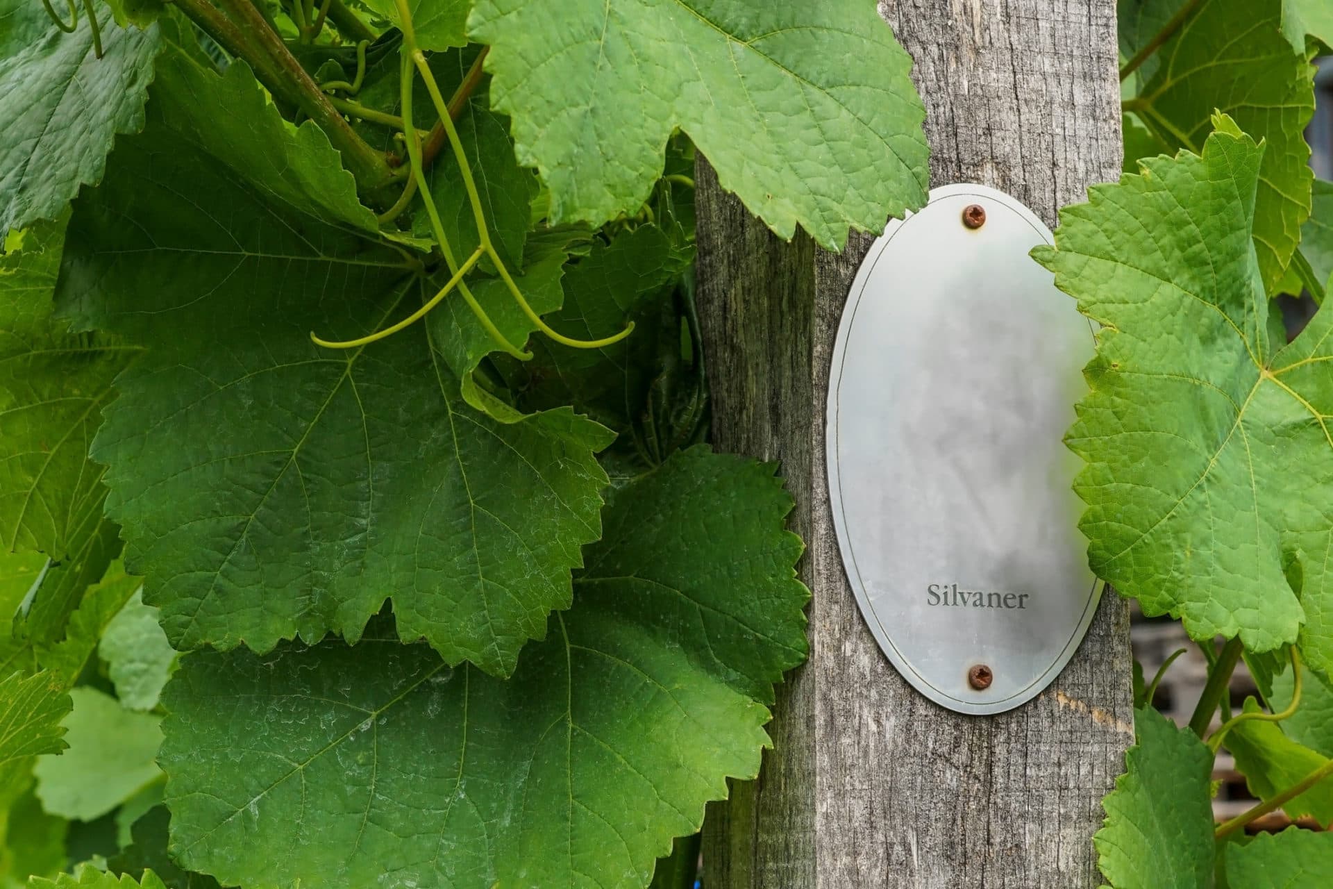 Silvaner Weinberg mit Schild