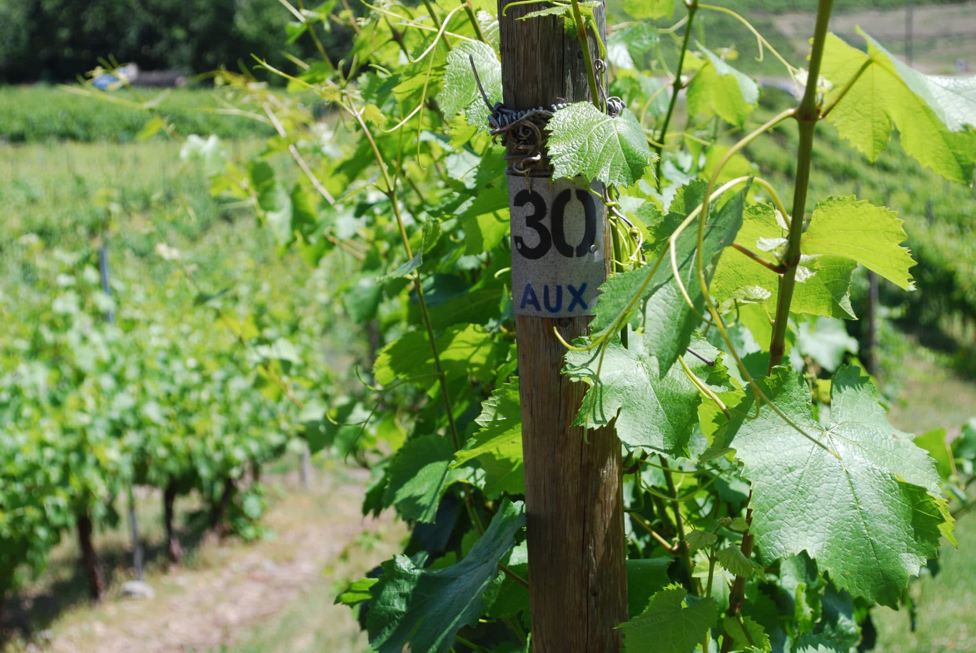 Auxerrois Wein