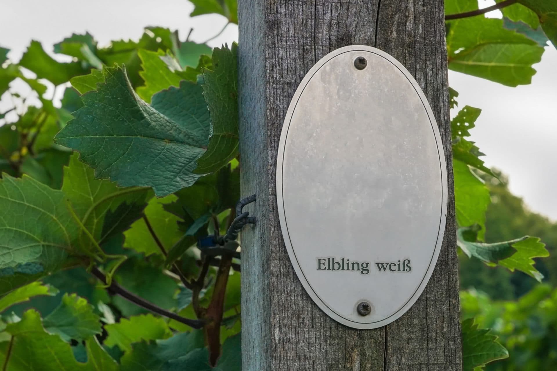 Elbling Wein