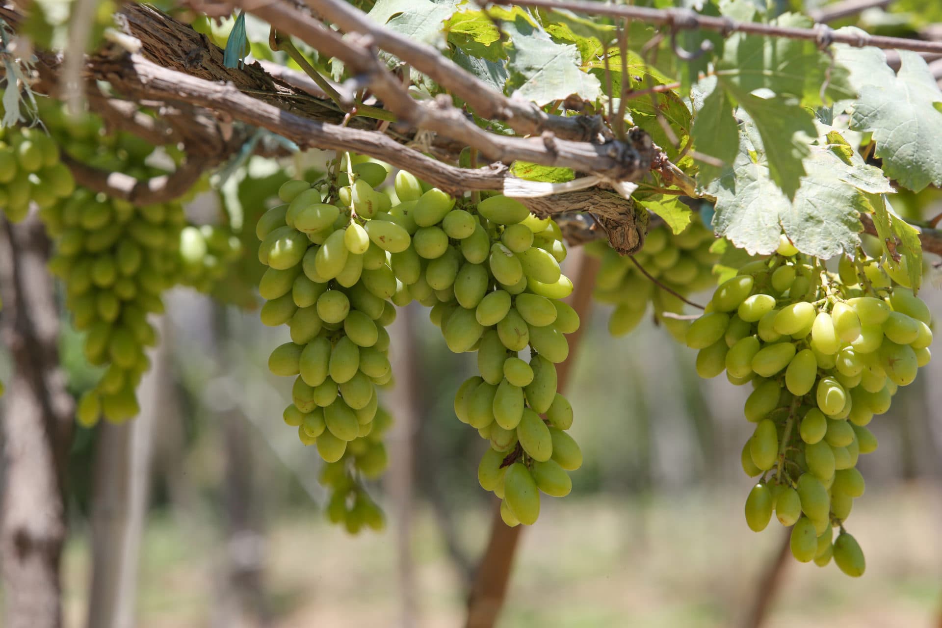 Furmint Wein