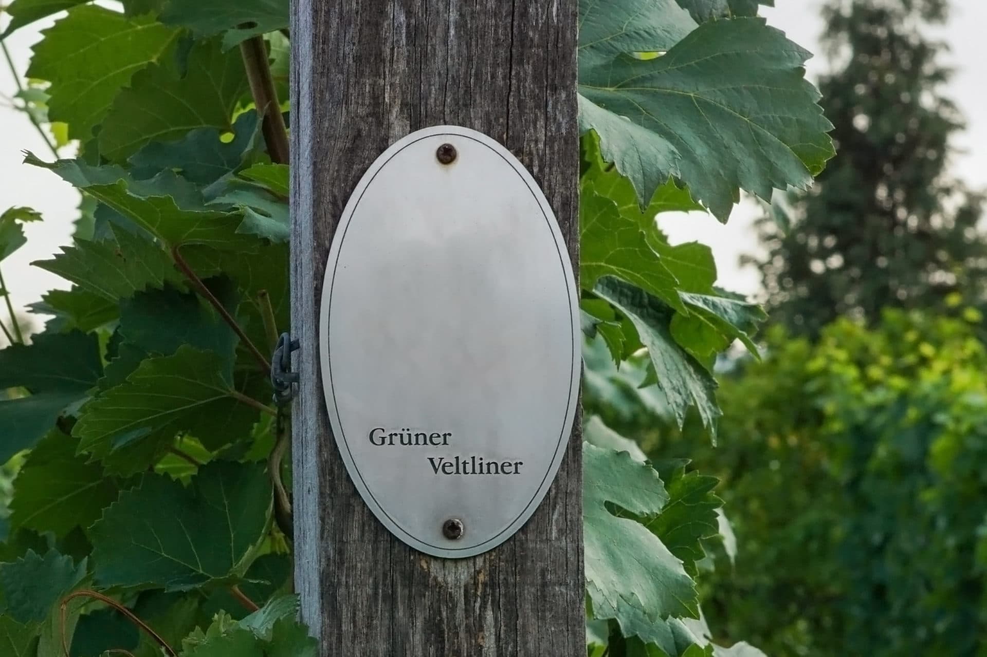 Grüner Veltliner Wein