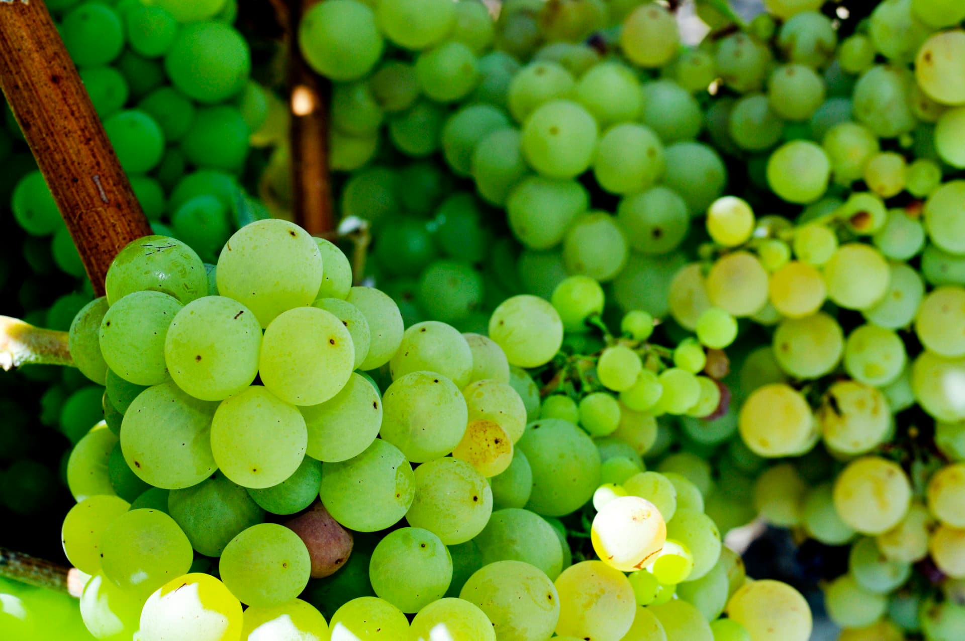 Macabeo Weißwein