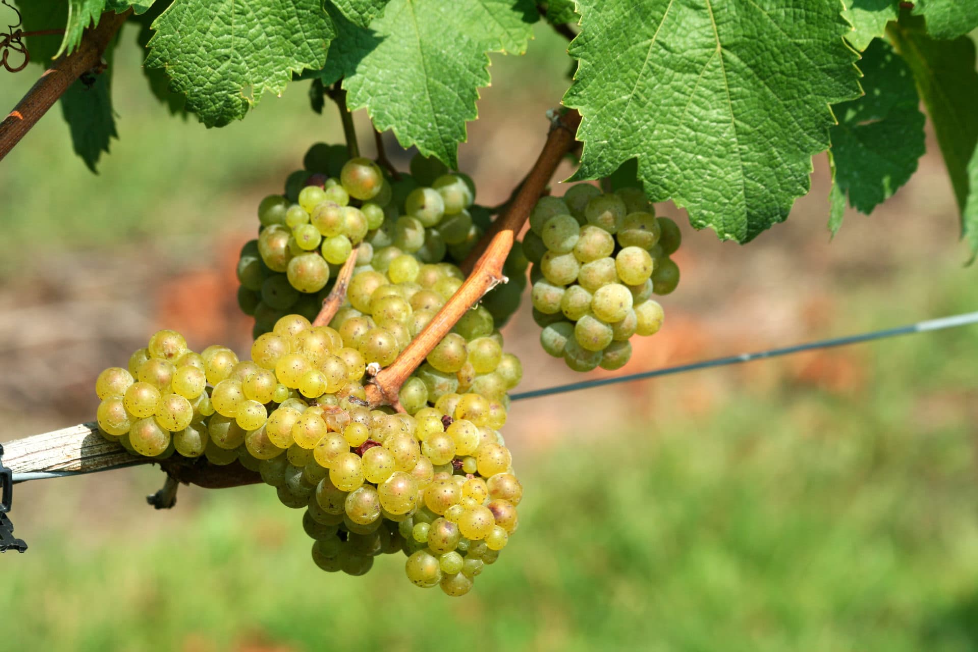 Morillon Weißwein