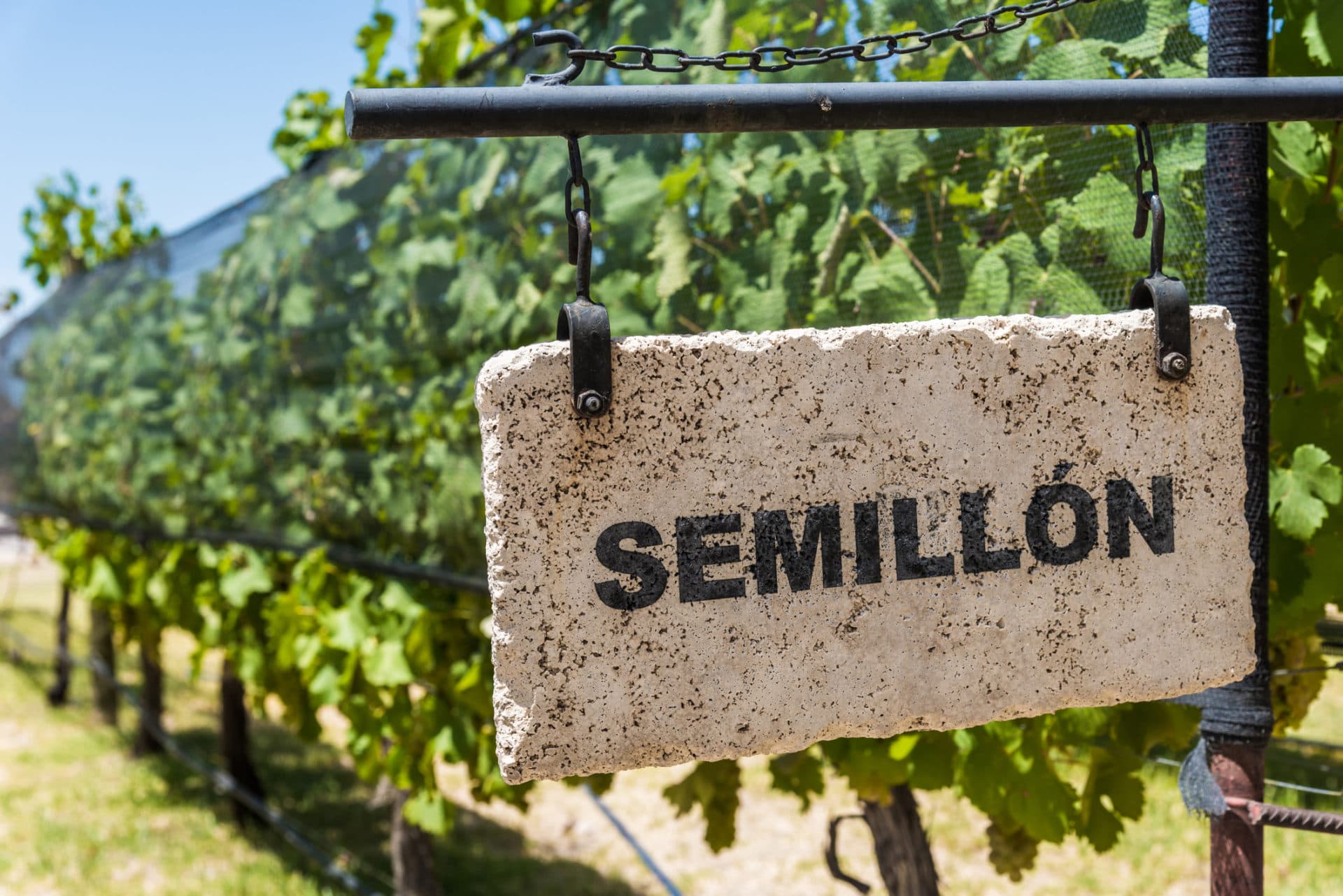 Semillon Weißwein