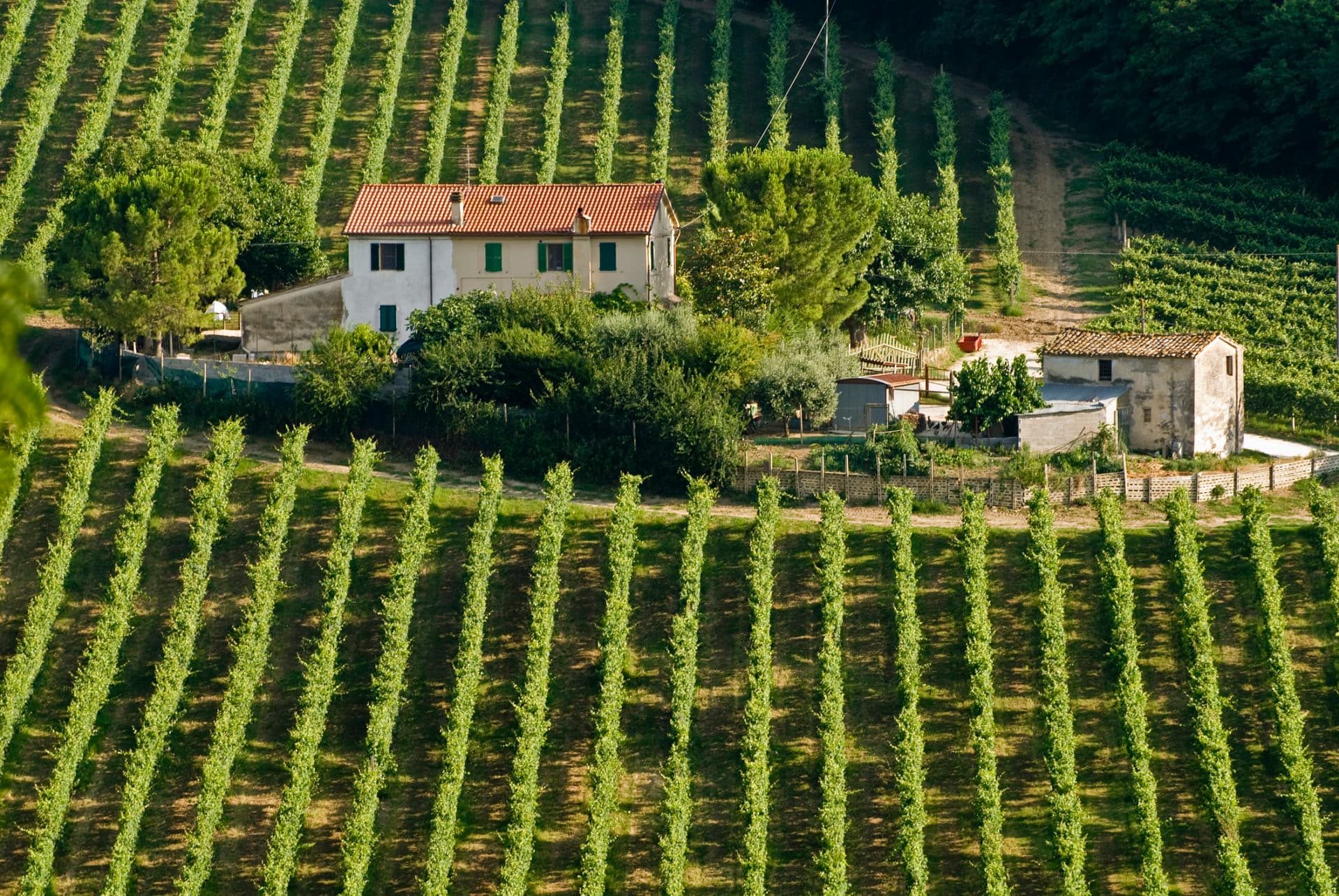 Verdicchio Weißwein