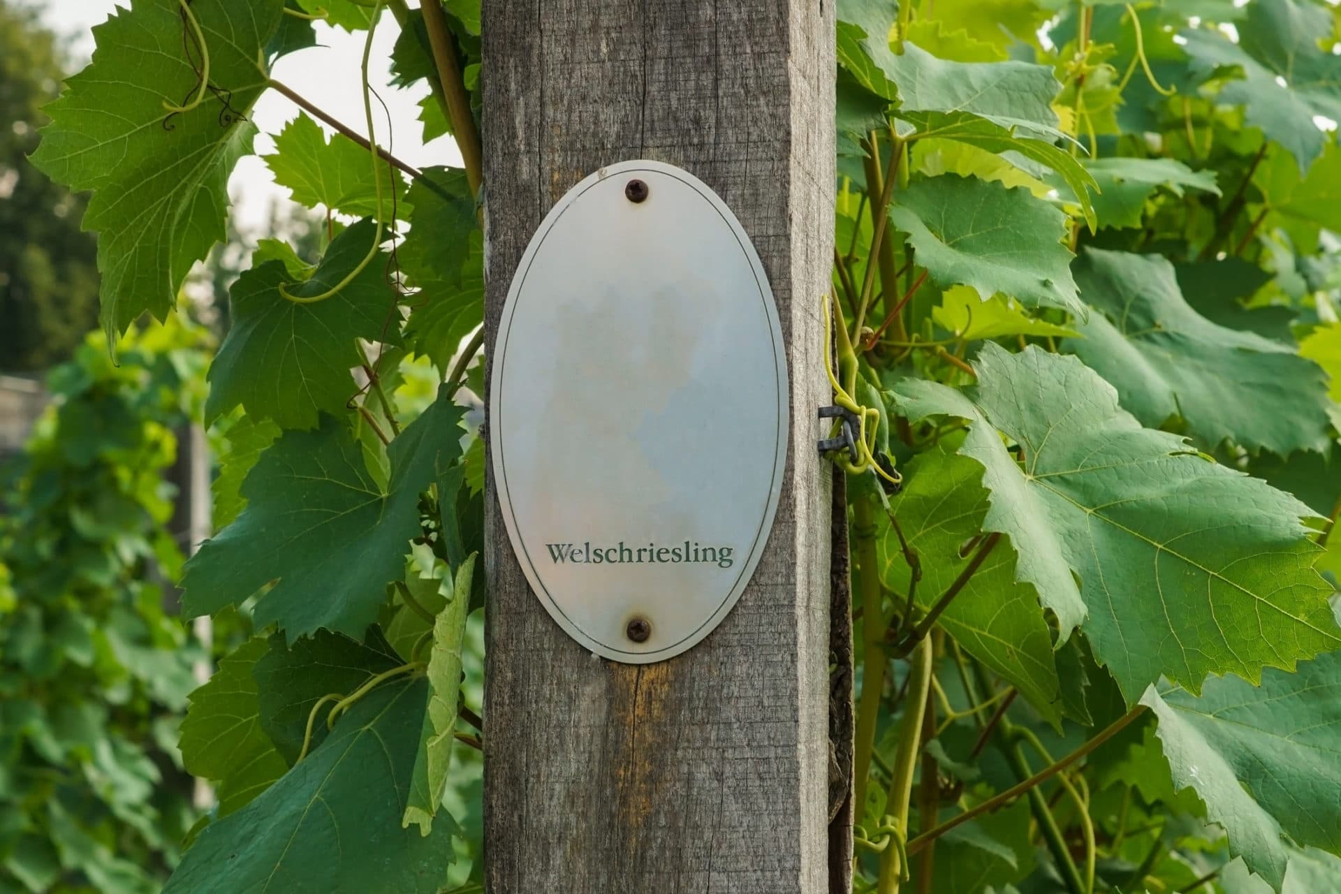 Welschriesling Weißwein