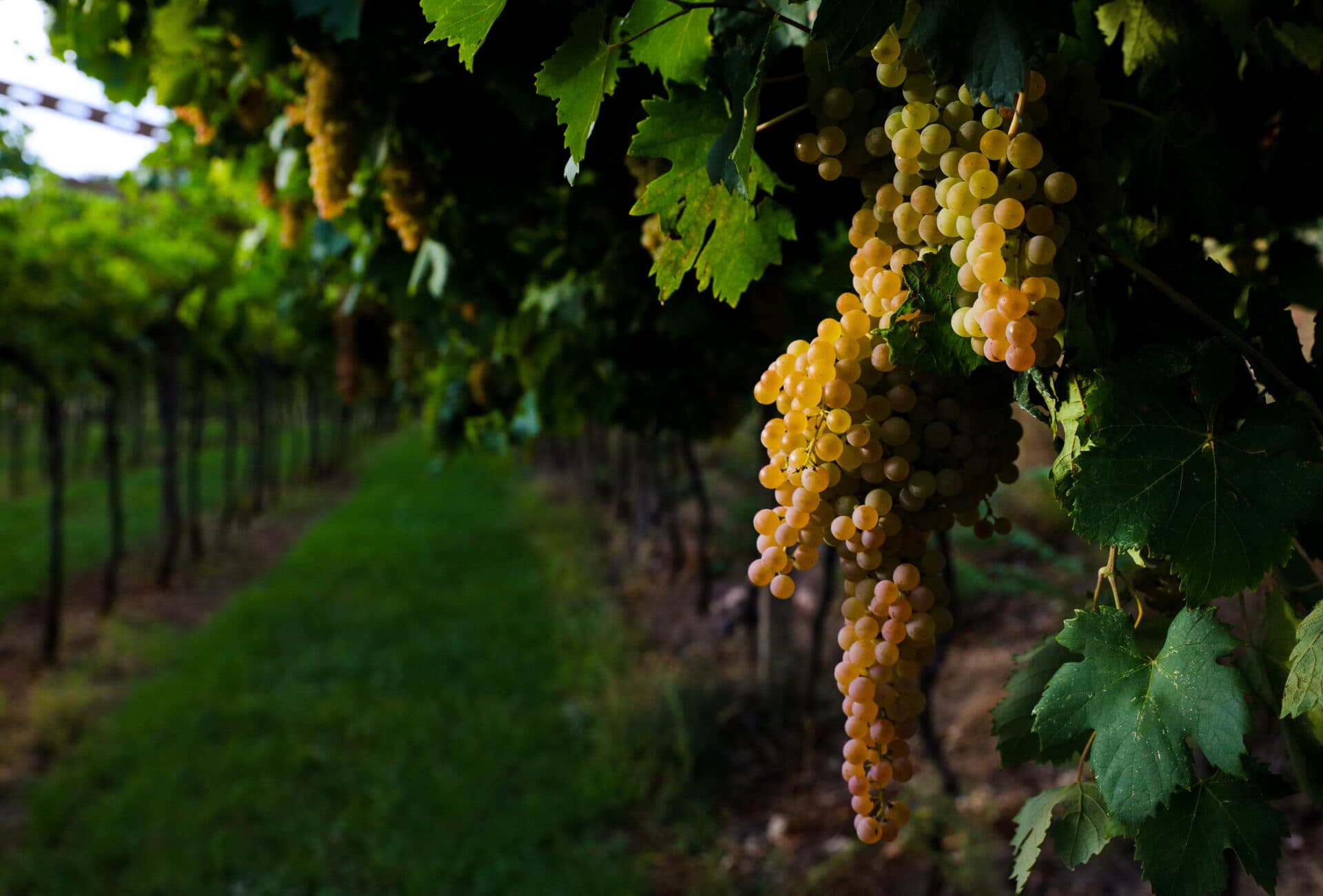 Lugana Wein vom Gardasee