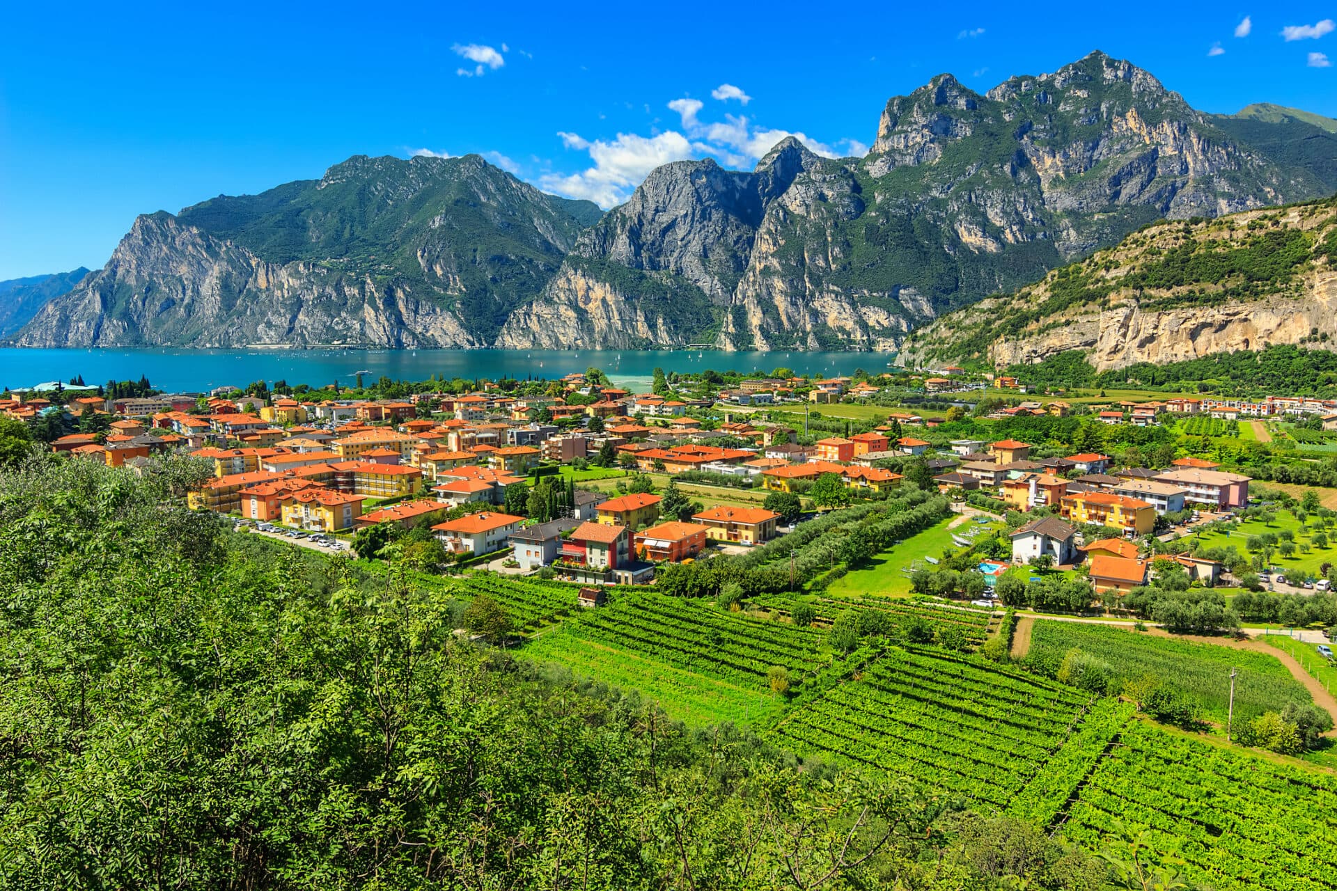 Lugana Weinberg am Gardasee