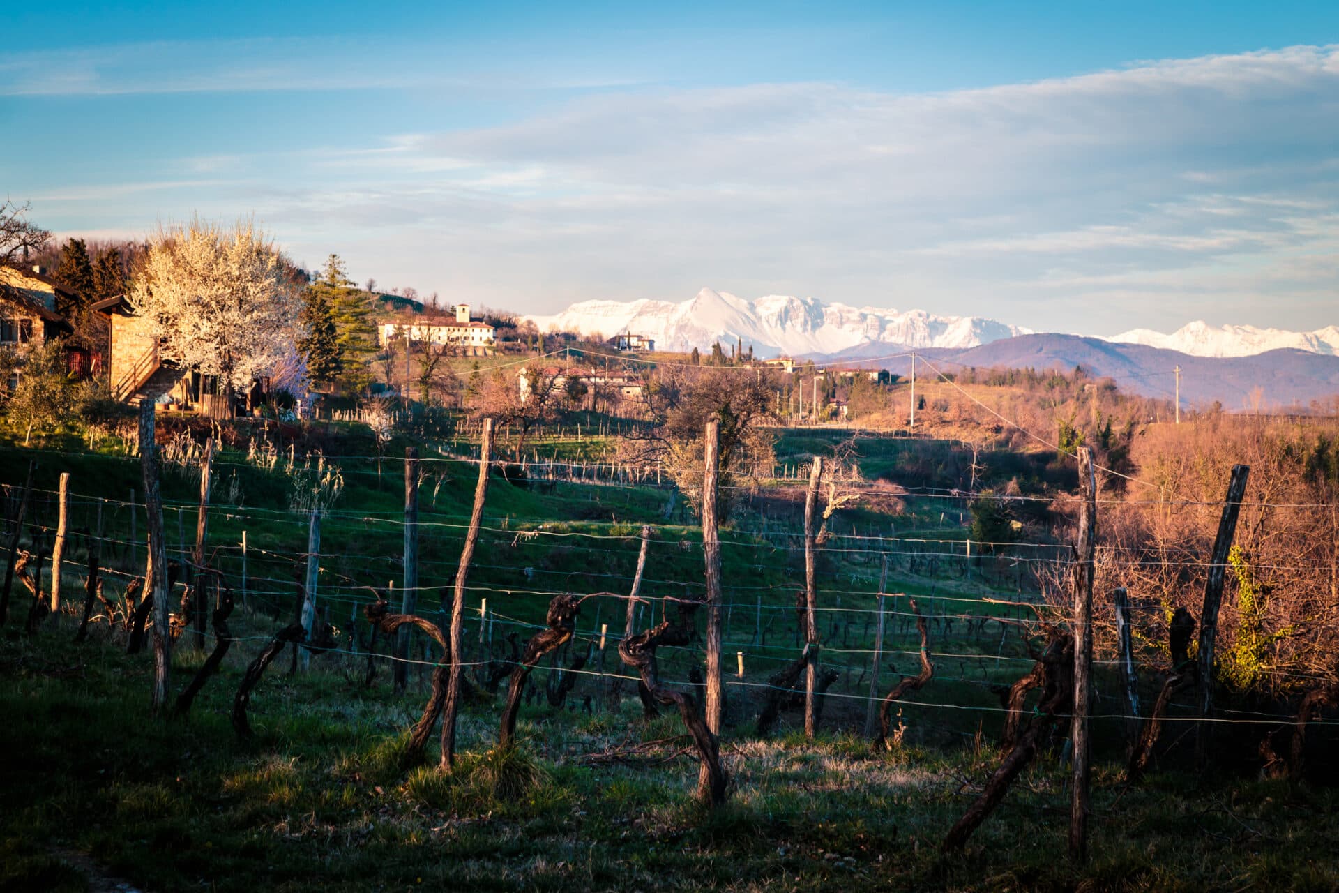 Weinberge von Rosazzo im Friaul Julisch