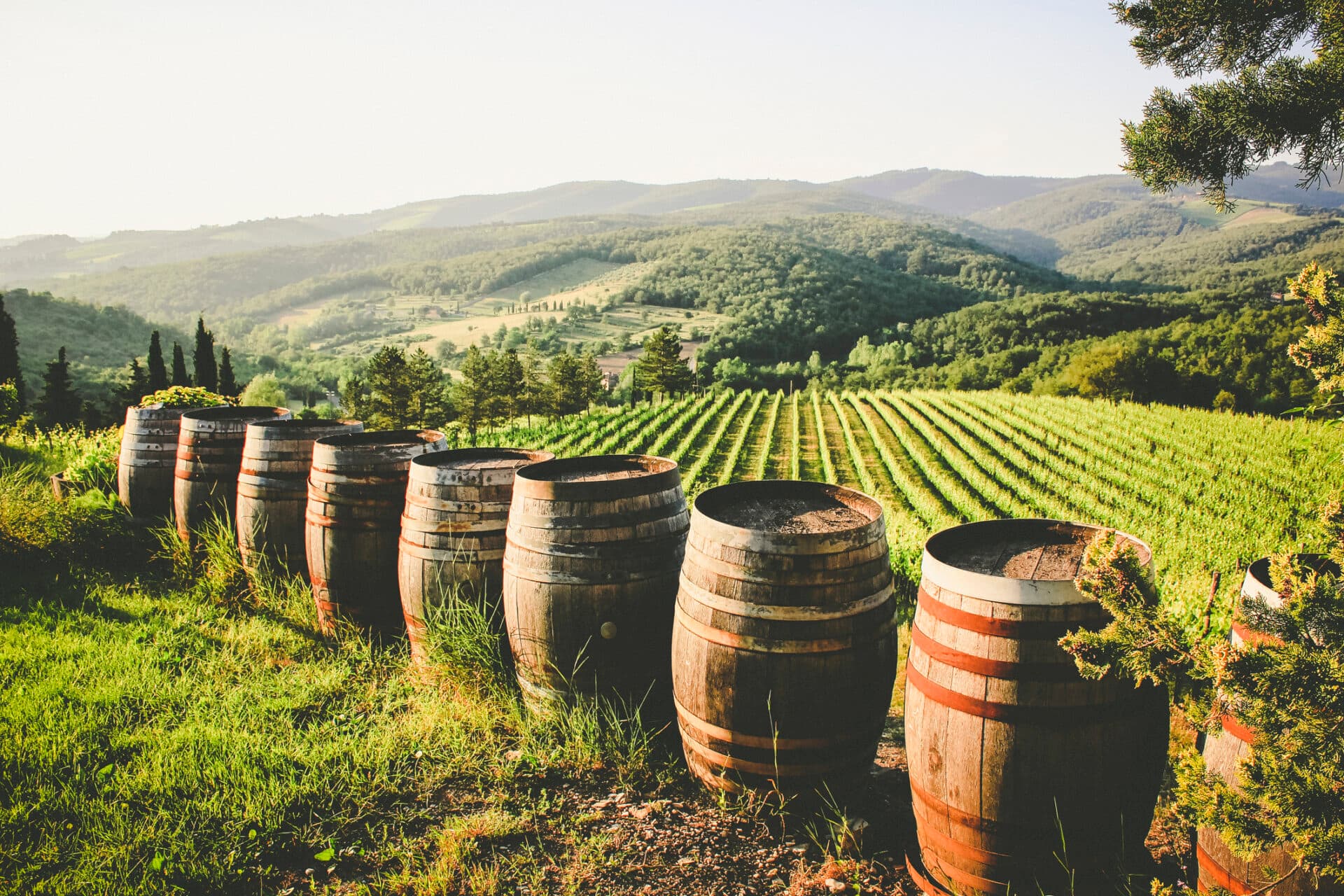 Weinfässer im Weinberg in Italien