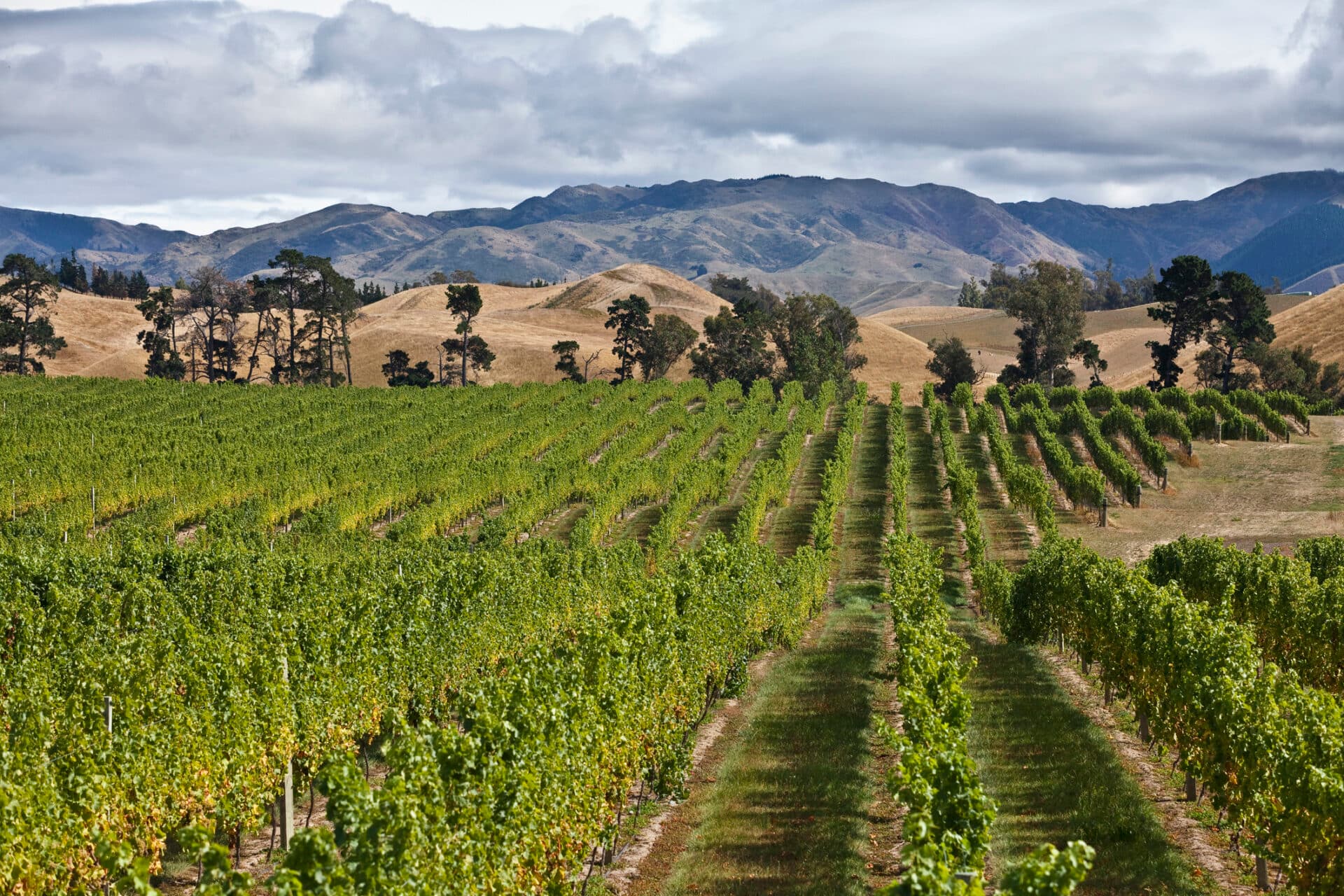 Marlborough Weinberg