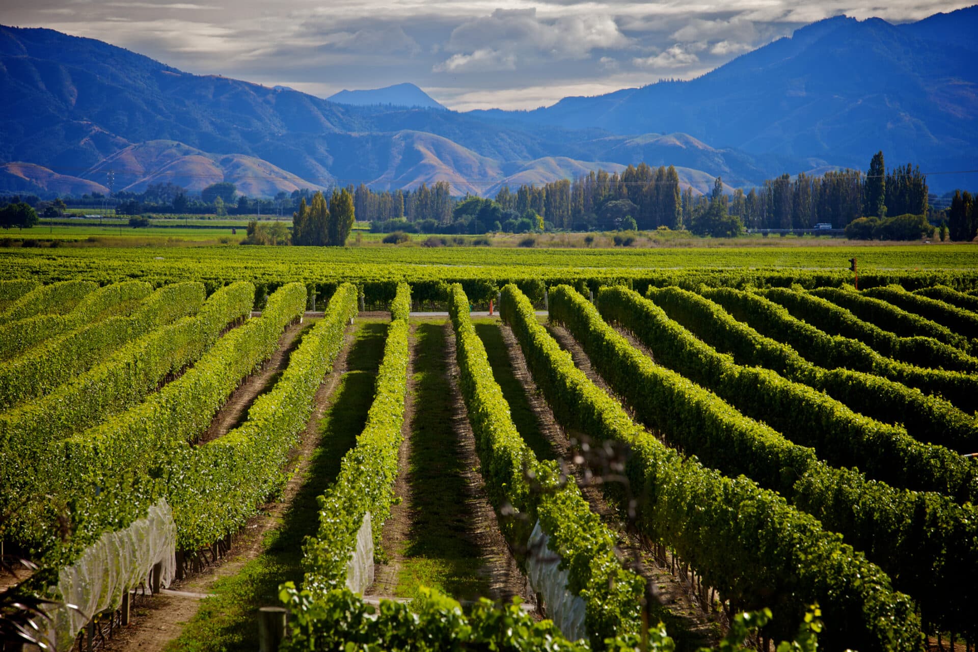 Marlborough Weinregion