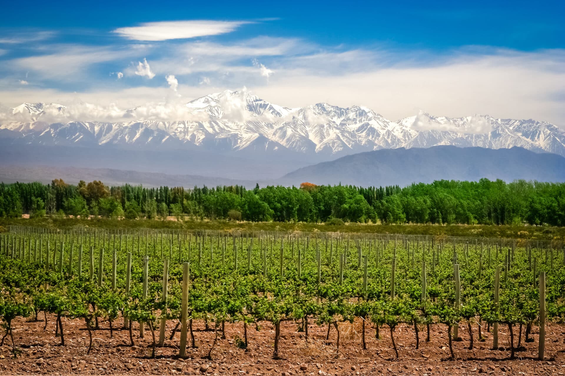 Weinberg Argentinien Gebirge
