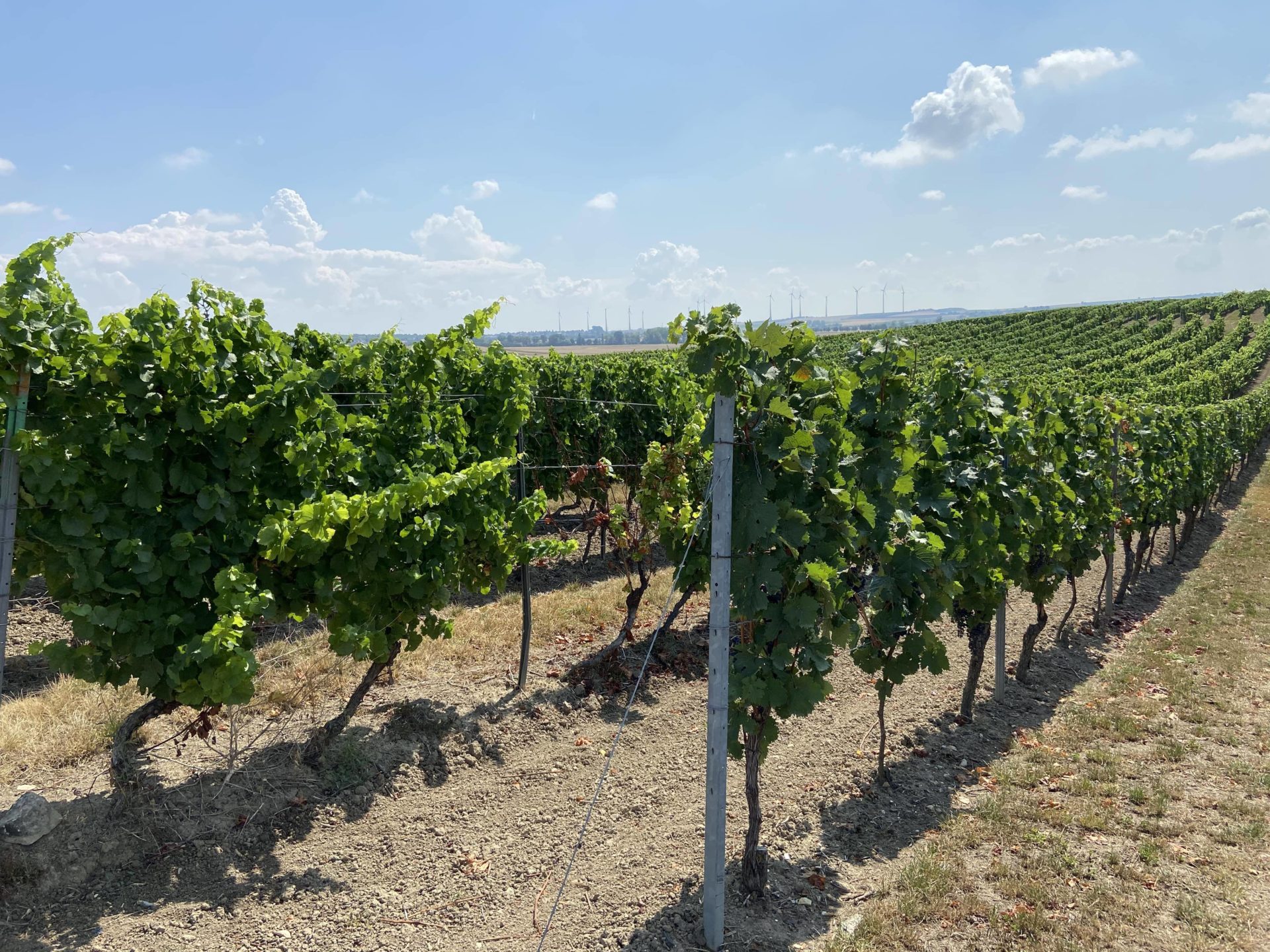 Blauer Portugieser Wein Sie das - sollten wissen