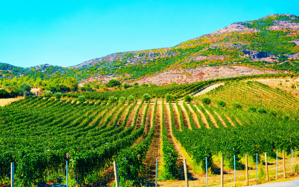 Weinerg in Sardinien